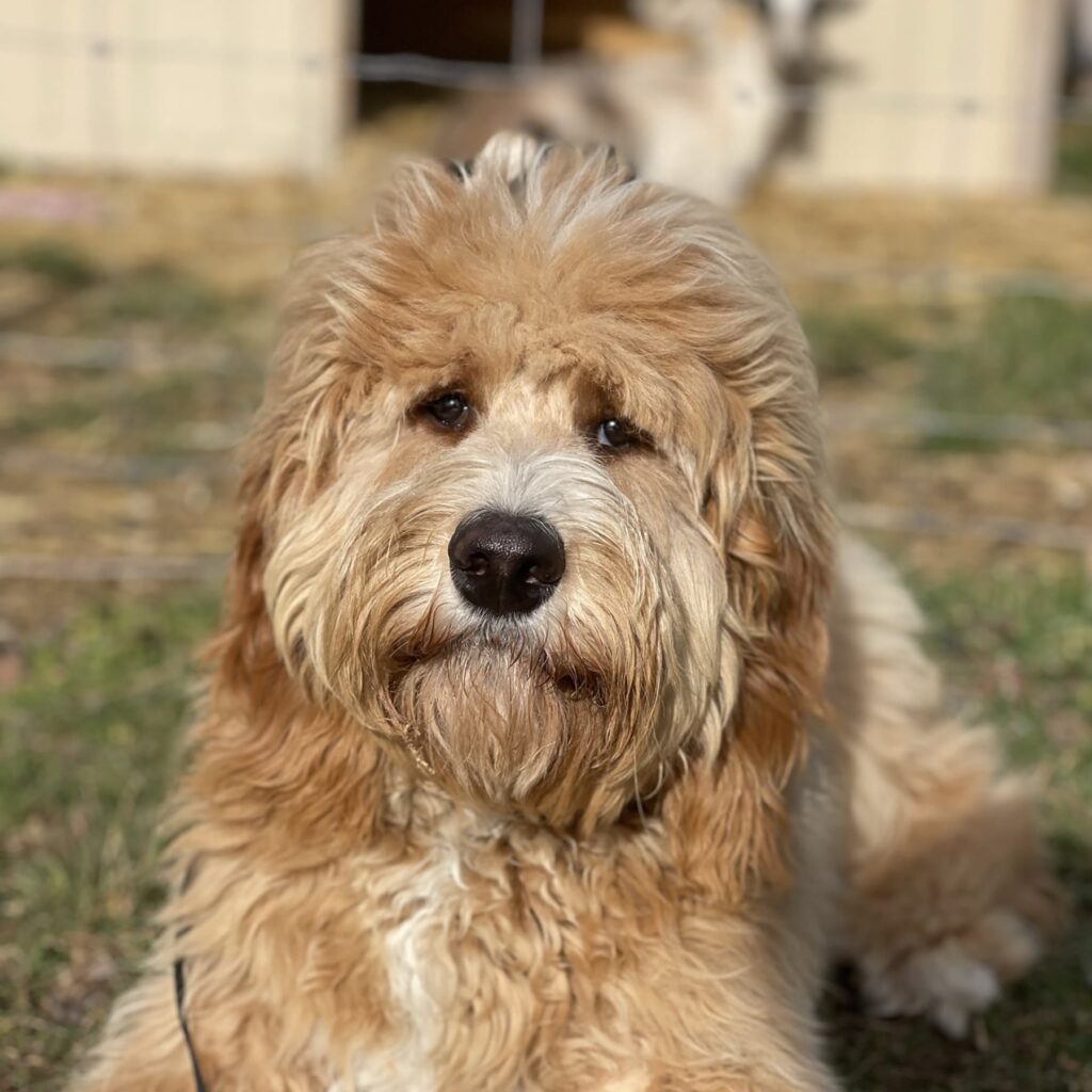 A well-trained dog sitting calmly during one-on-one dog training at The Cultured Canine.
