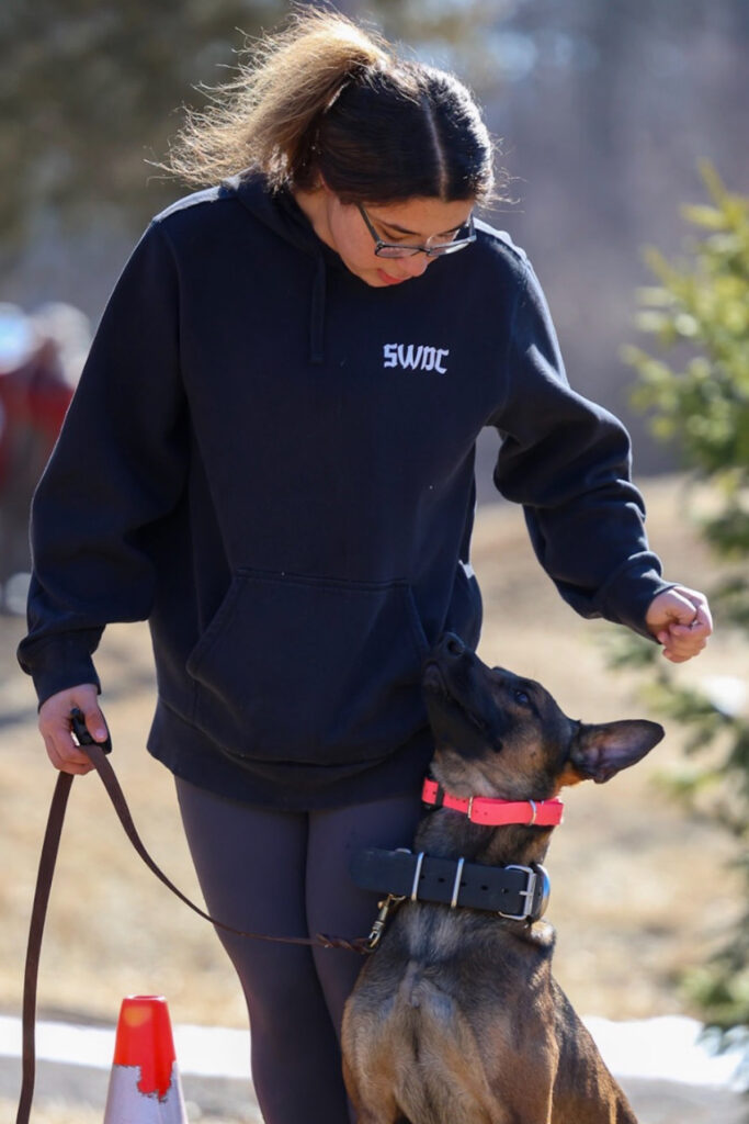 Trainer Summer from The Cultured Canine working with a Belgian Malinois